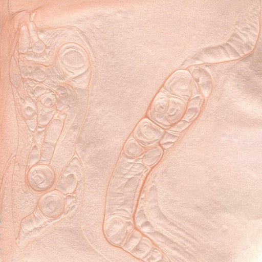 BKIND - Vegan & 21-free Nail Polish - Satin - Home & Well 