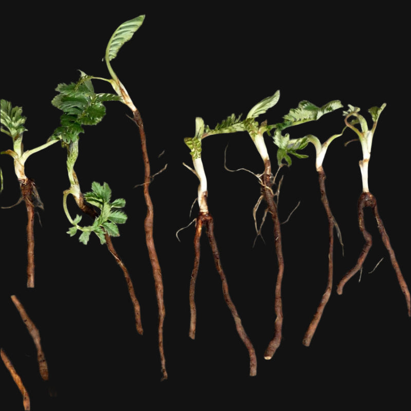 Pacific Silverweed Rootstock