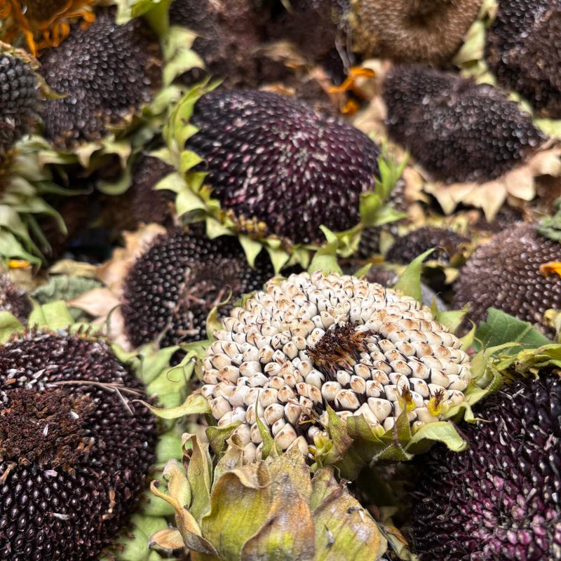 Scrunchy Sunflower Heads