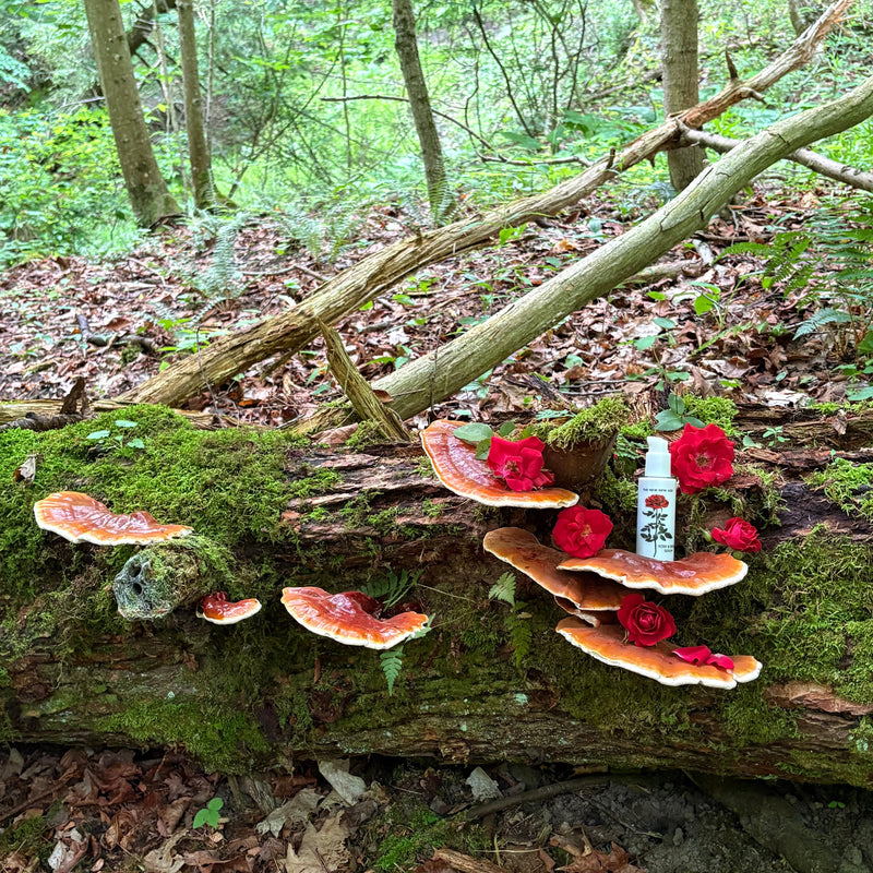 ROSE & REISHI SERUM
