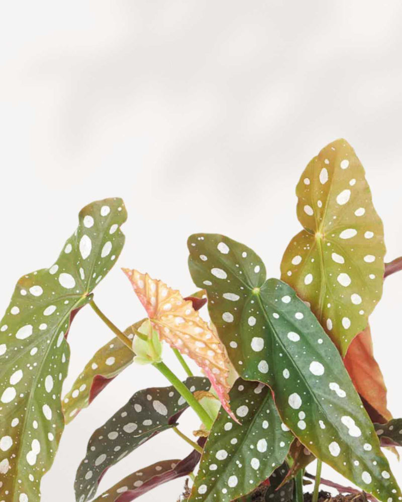 Begonia Maculata