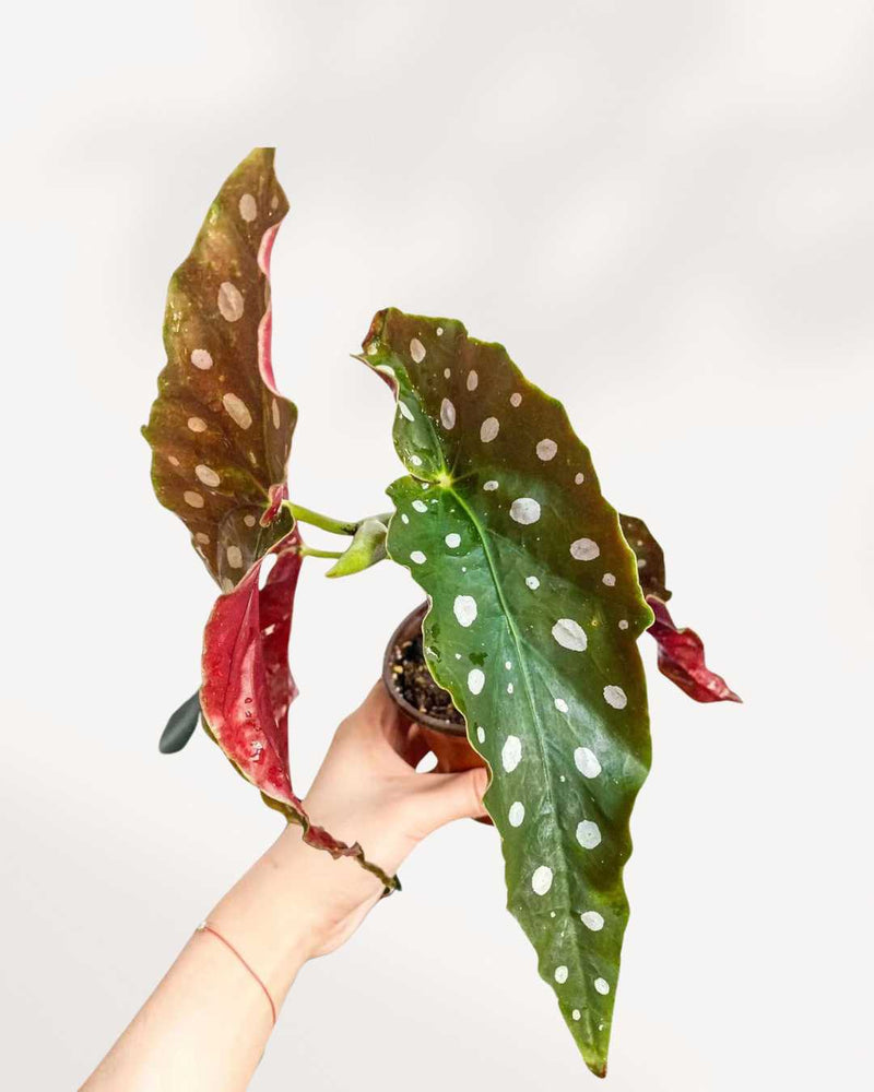 Begonia Maculata