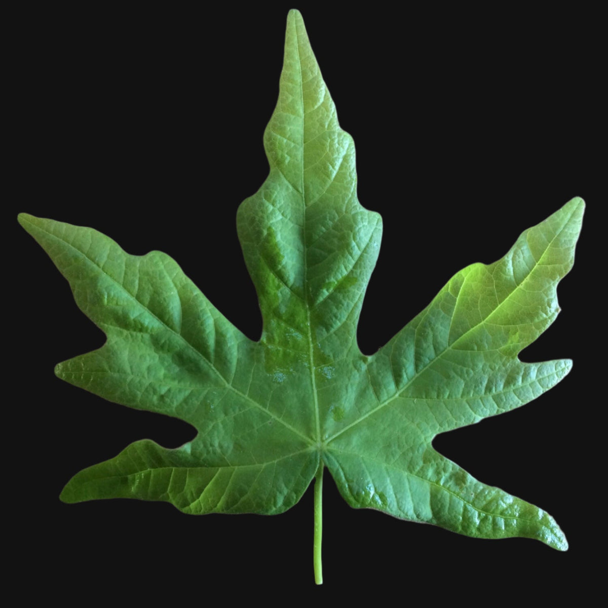 Big Leaf Maple — Home & Well