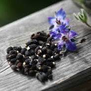 Borage