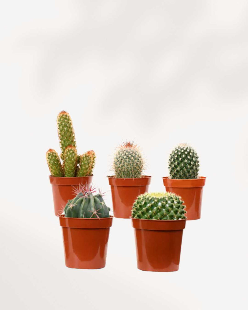 Cactus Mystery Box