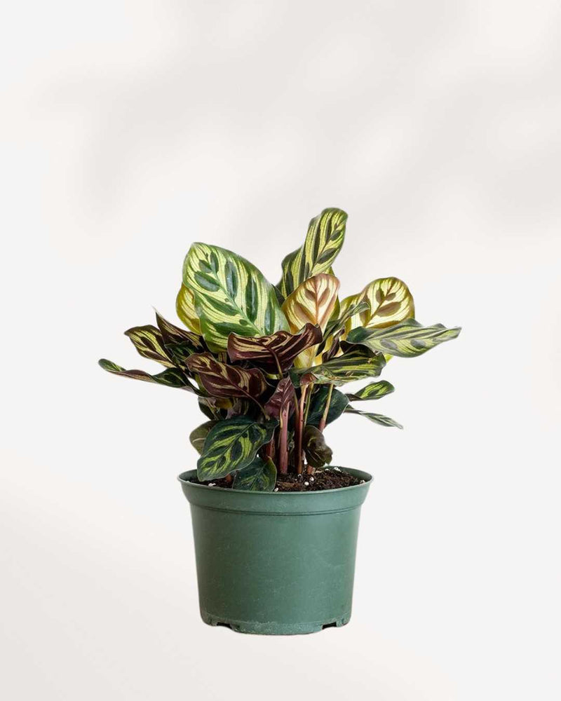 Calathea Makoyana Peacock