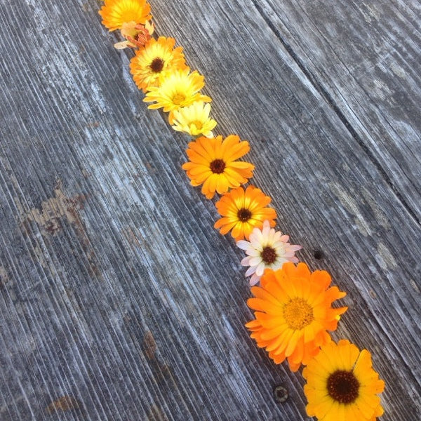 Calendula