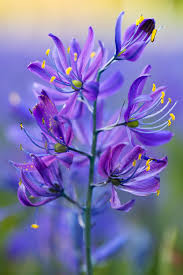 Camas