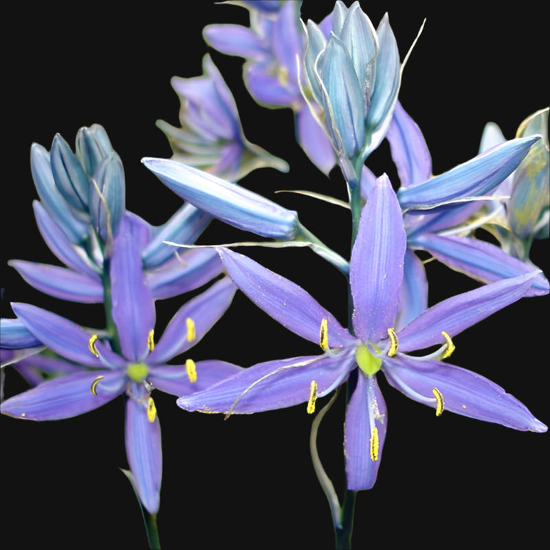 Camas