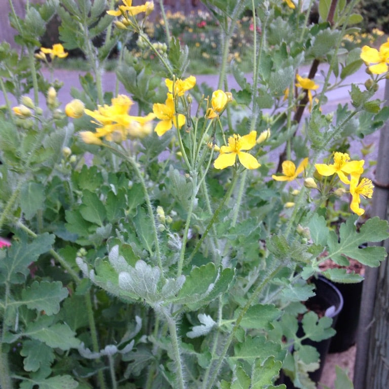 Celandine