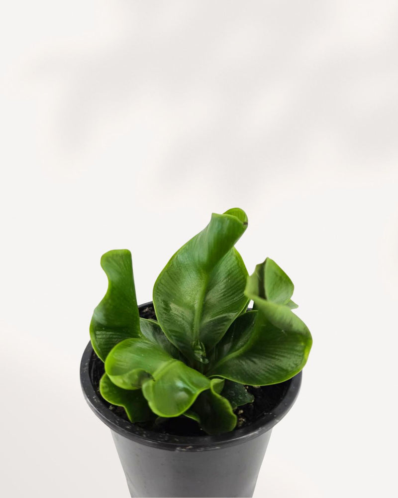 Cobra Fern