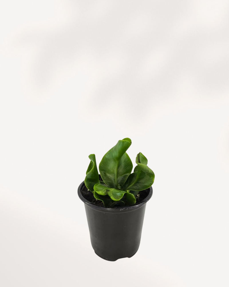 Cobra Fern