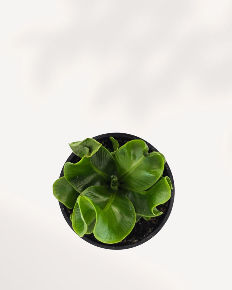 Cobra Fern