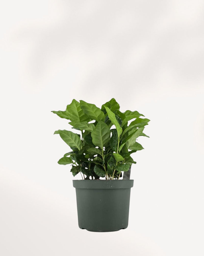 Coffee Plant