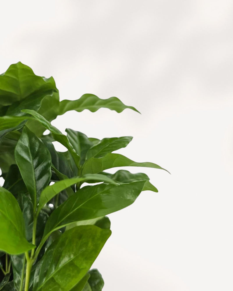 Coffee Plant