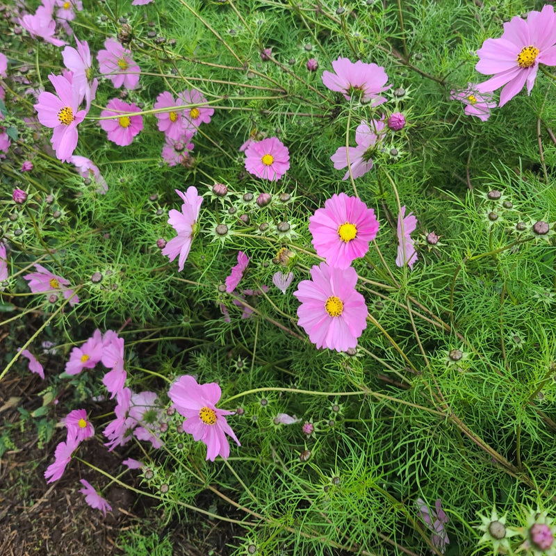 Cosmos Mix