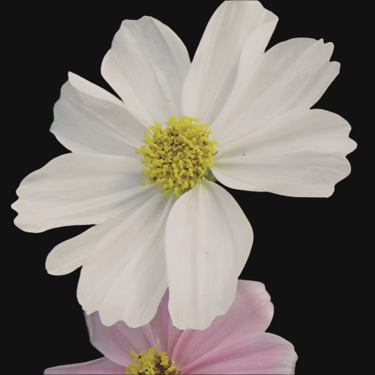 Cosmos Mix