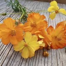 Cosmos Mix