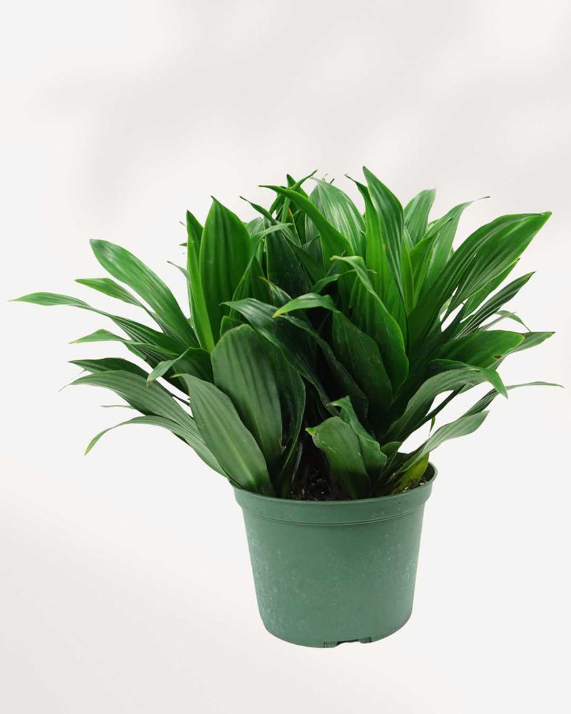 Dracaena Janet Craig