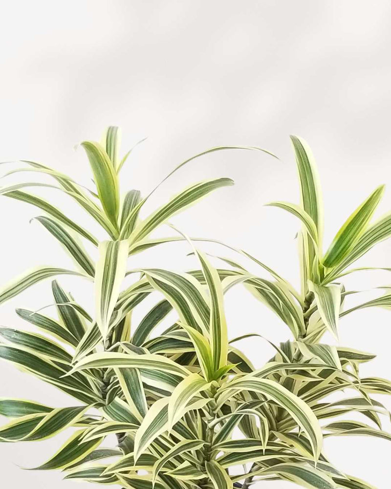 Dracaena Reflexa 'Song of India' Indoor Plant