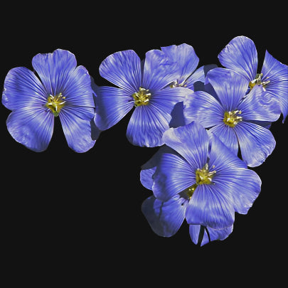 Golden Seeded Common Flax