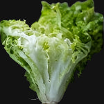 Greek Frisee Endive