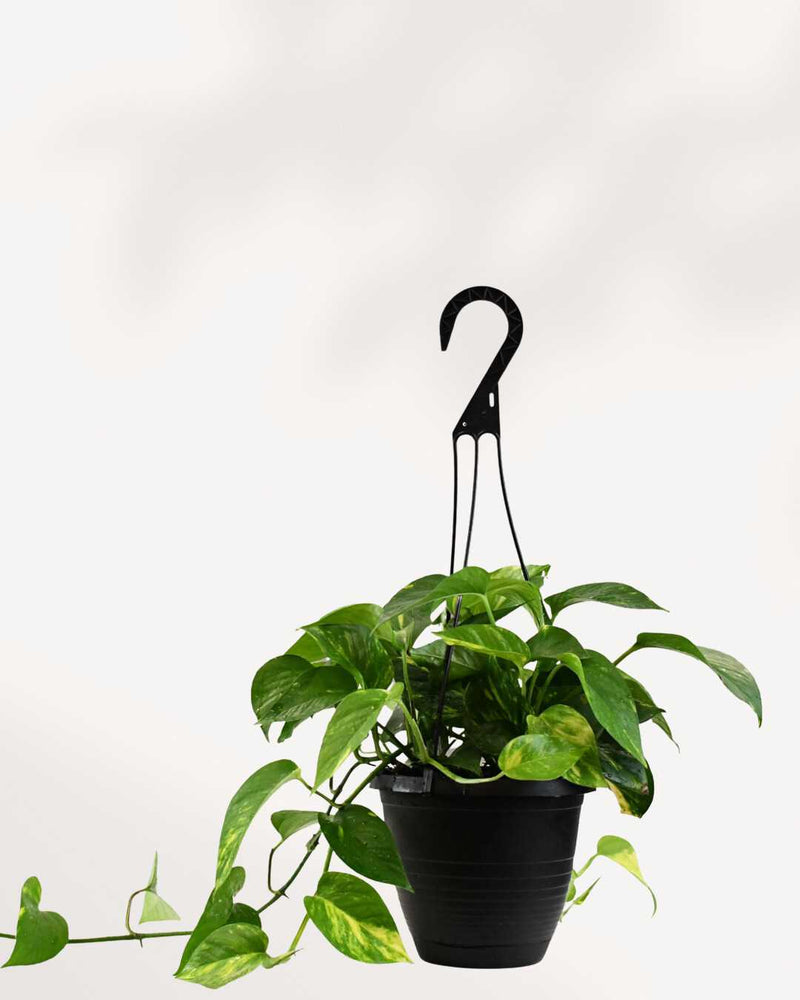 Pothos Golden - Epipremnum Aureum Golden