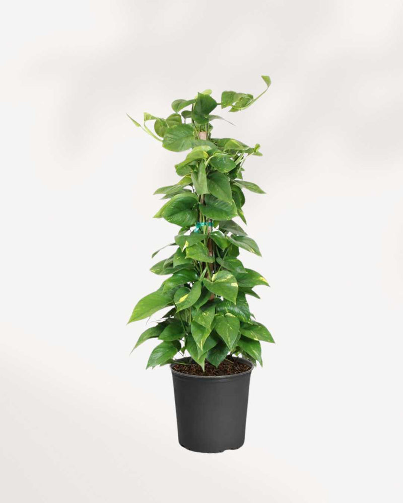 Pothos Golden - Epipremnum Aureum Golden