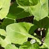 Green Orach