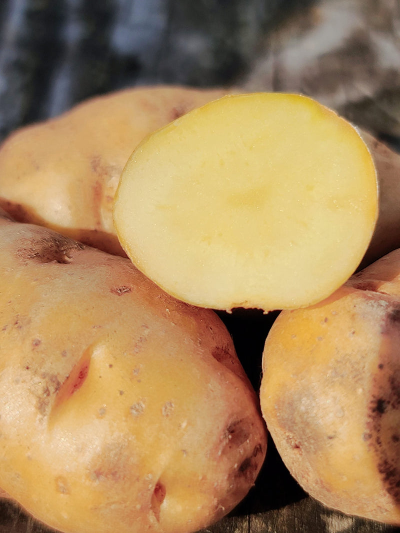 Haida Seed Potatoes