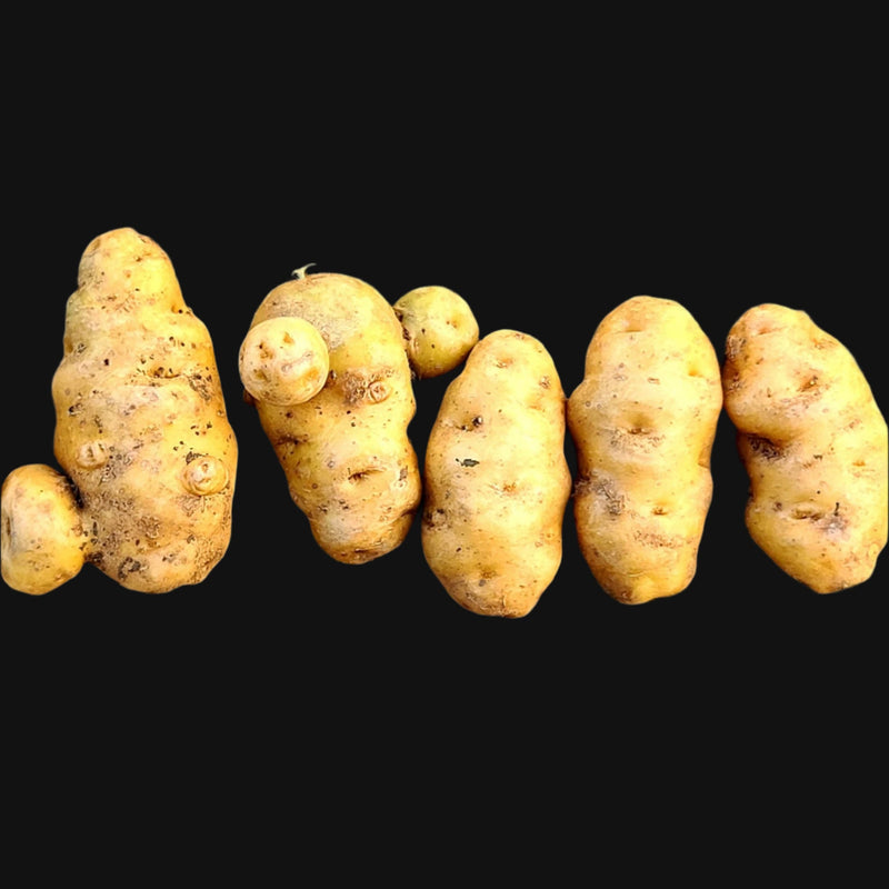 Haida Seed Potatoes