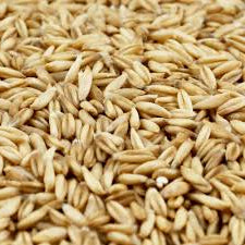 Terra Hulless Oats