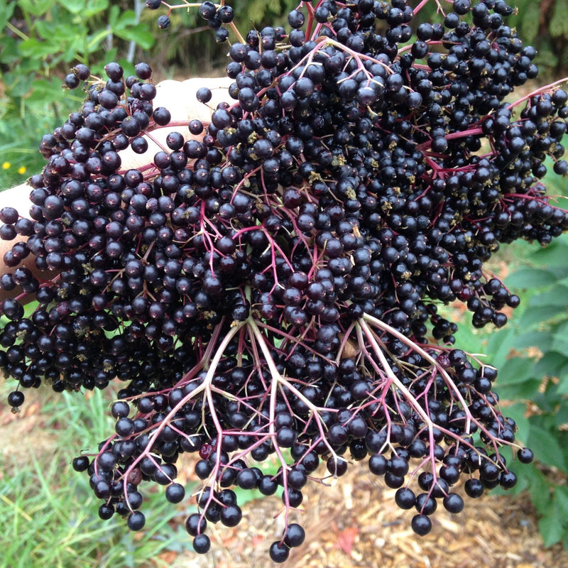 European Black Elderberry Cuttings