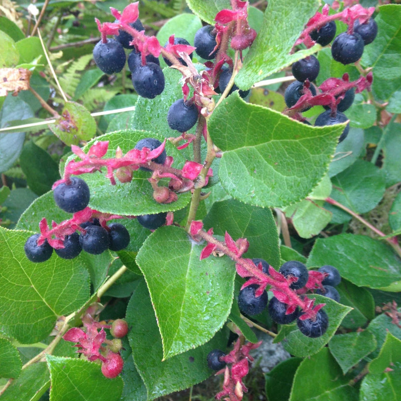 Salal