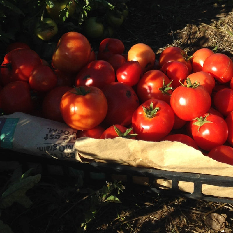 Best of All Tomato