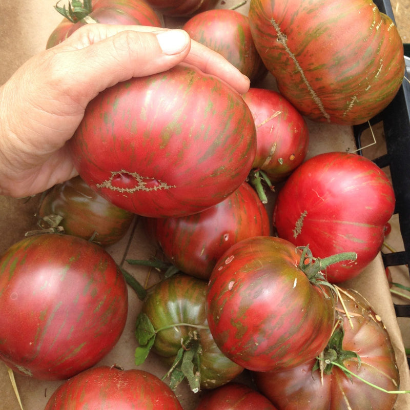 Pink Berkeley Tie Dye Tomato