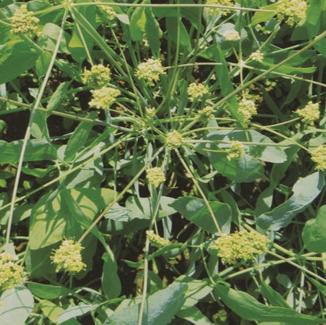 Indian Celery