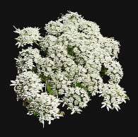 Indian Celery