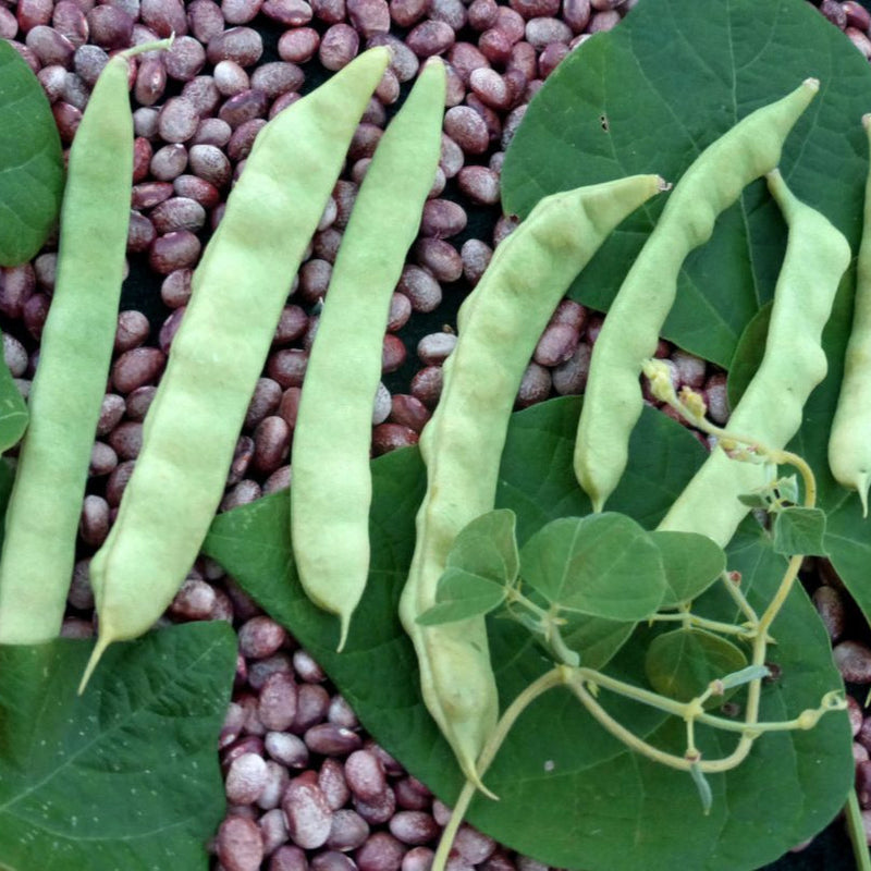 Italian Pole Bean