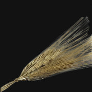 Khorasan Wheat