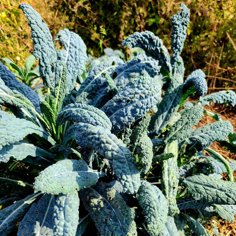 Lacinato Kale