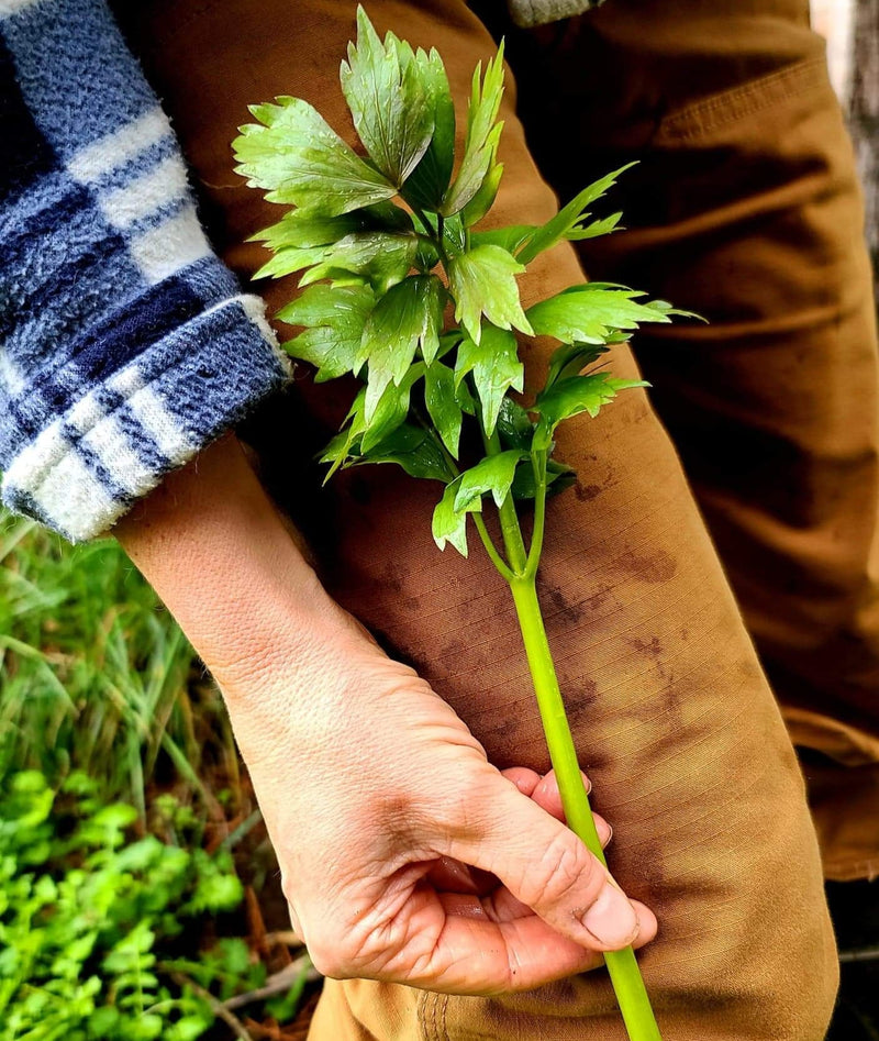 Lovage