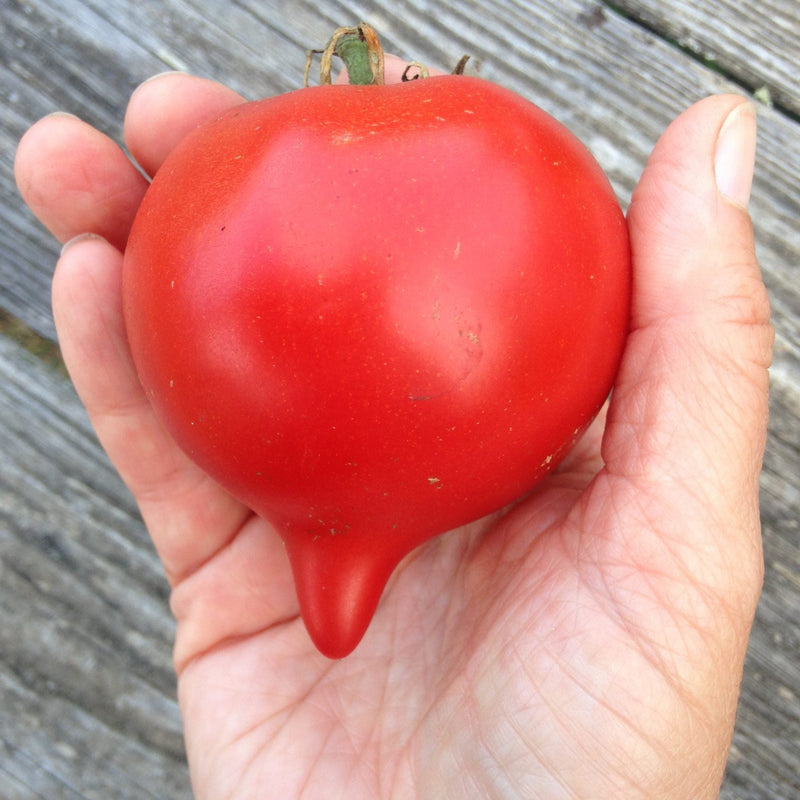 The Totally Tomatoes Collection