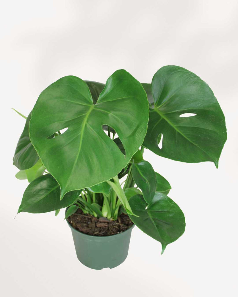 Monstera Deliciosa - Swiss Cheese Plant Deliciosa