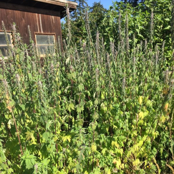 Motherwort