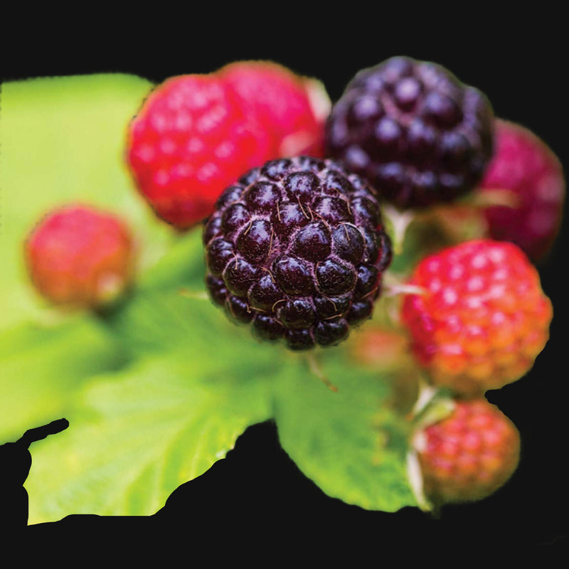 Bx002 Cap Raspberry Black Cap Raspberry — Home & Well