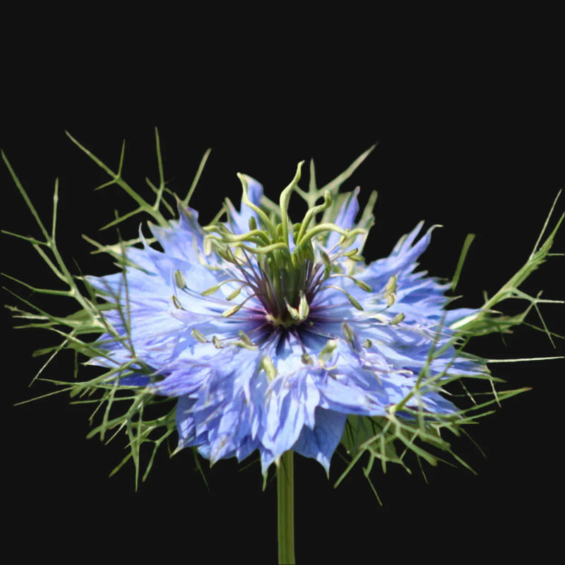 Nigella
