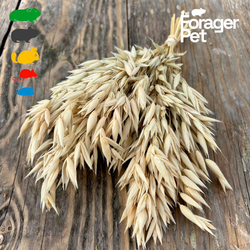 Hulless Oats Spray