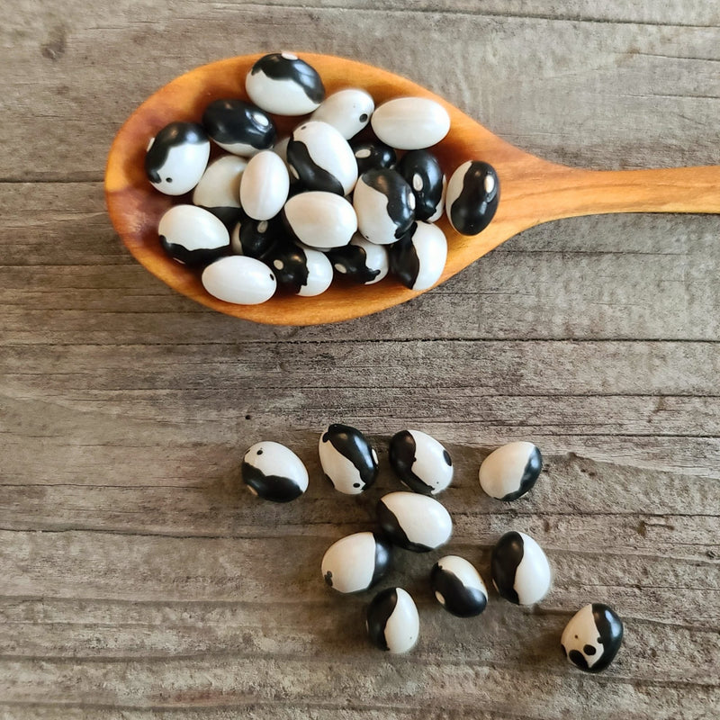 Orca Bush Bean