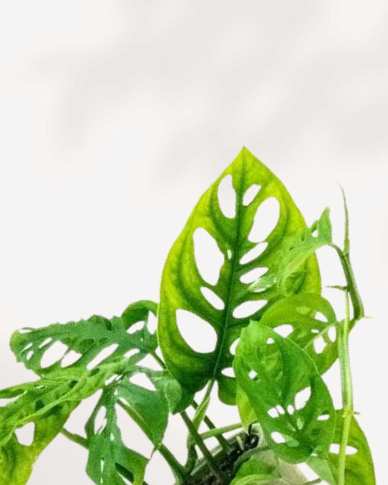 Monstera Adansonii – Indoor Plant for Homes